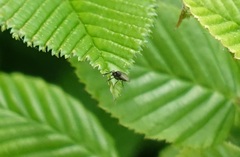 Diptera
