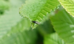 Diptera