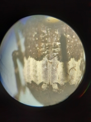 Eurymycter tricarinatus