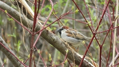 Passer domesticus