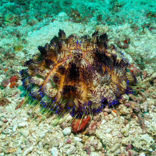 Asthenosoma observed 2026-08-18