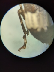Eurymycter tricarinatus