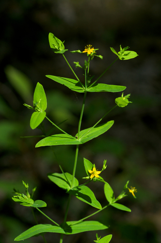 Hypericum mutilum
