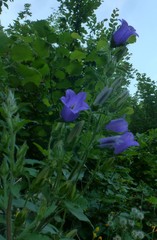 Campanula medium