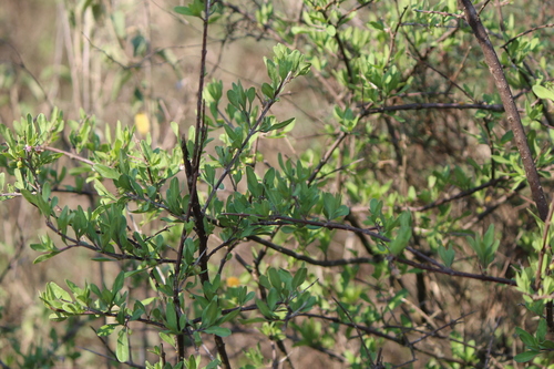 Forestiera phillyreoides (Forestiera phillyreoides)