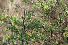 Forestiera phillyreoides