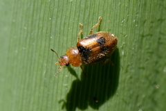 Coccidula scutellata