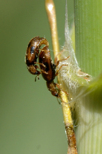 Spotted Marsh Ladybird, photo 5 of 10