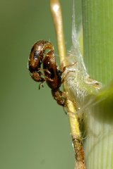 Coccidula scutellata