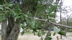 Sideroxylon obtusifolium