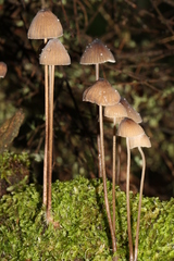 Mycena austrofilopes