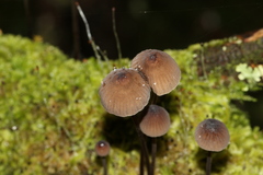 Mycena austrofilopes
