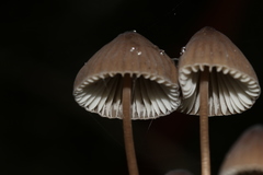 Mycena austrofilopes