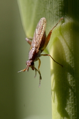 Sepedon spinipes