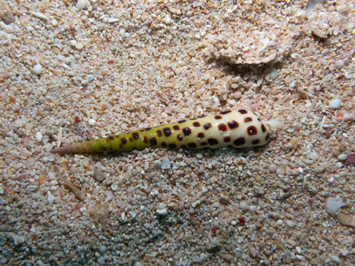 Terebra subulata observed 2026-08-17