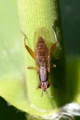 Sepedon spinipes