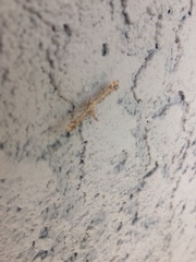 Amblyptilia pica