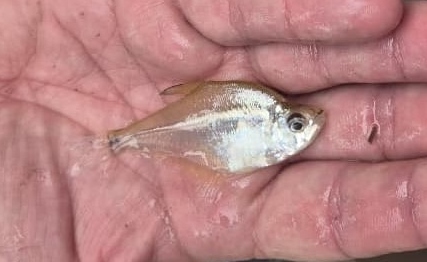 Roeboides affinis — Characidae — 5