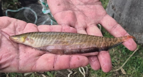 Forest banded knifefish (Gymnotus sylvius) — Gymnotidae — 4