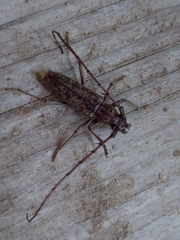 Elaphidion mucronatum