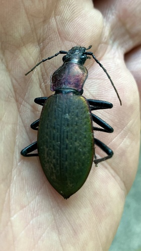 Carabus jankowskii