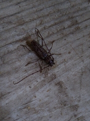 Elaphidion mucronatum