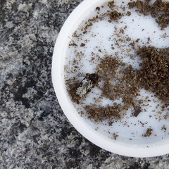 Dermestes