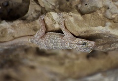 Tarentola americana