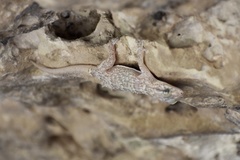 Tarentola americana