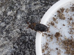 Dermestes