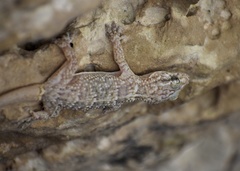 Tarentola americana
