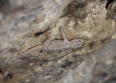 Tarentola americana