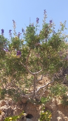 Psorothamnus arborescens