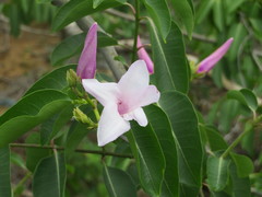 Cryptostegia