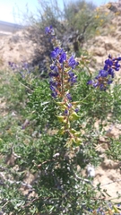 Psorothamnus arborescens