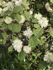 Fothergilla ×intermedia