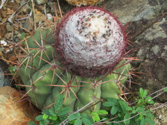Melocactus macracanthos