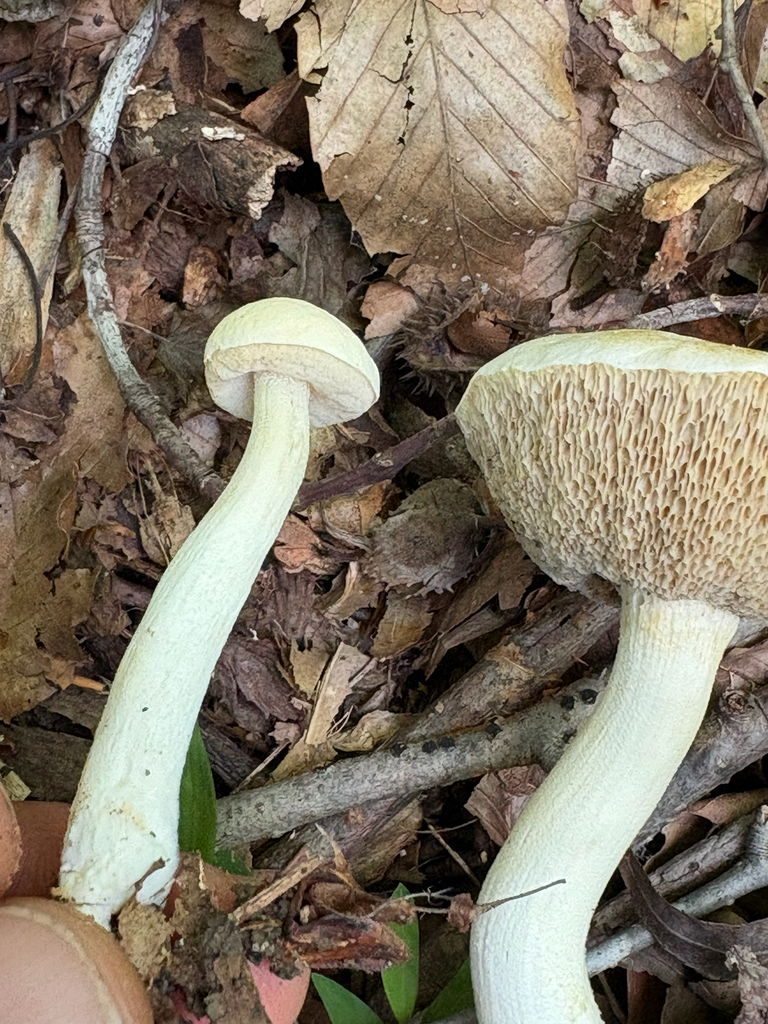 Leccinellum albellum · August 2026 · photo: Photo: no rights reserved · iNaturalist