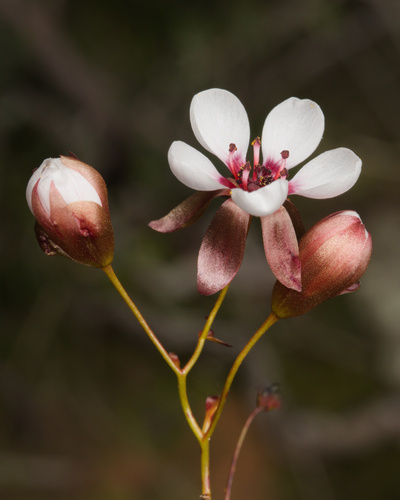 Drosera macropetala