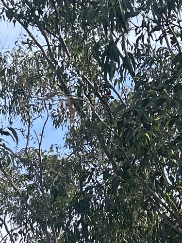 Crimson Rosella