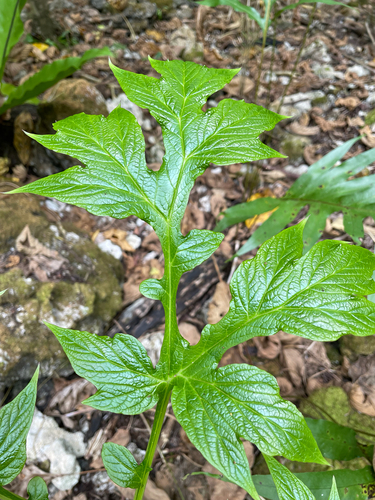 Tacca leontopetaloides