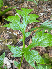 (c) nick_goldwater, some rights reserved (CC BY) Tacca leontopetaloides, photograph (c) nick_goldwater, some rights reserved (CC BY)