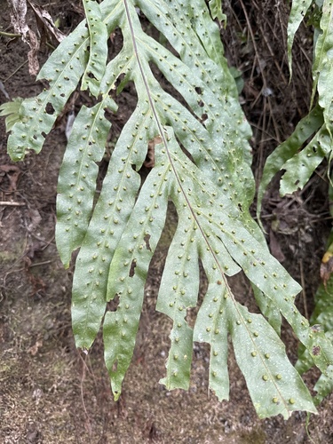Microsorum membranifolium observed 2026-08-20