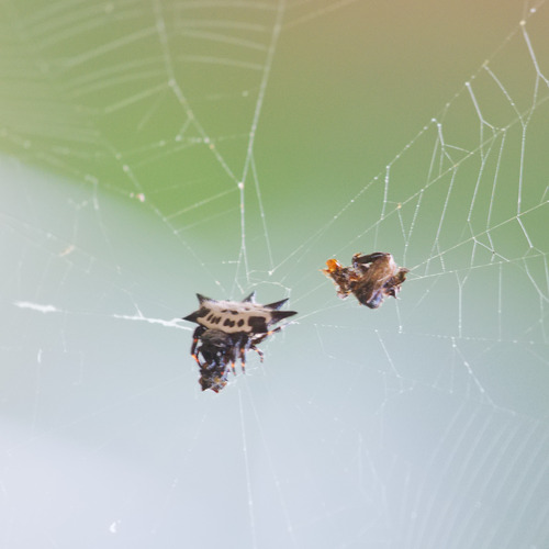 Spinybacked Orbweaver