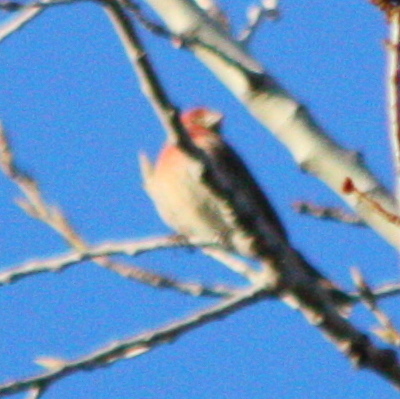 Haemorhous mexicanus