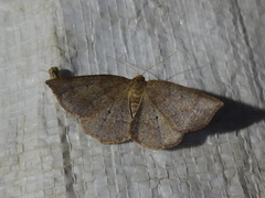 Metarranthis amyrisaria