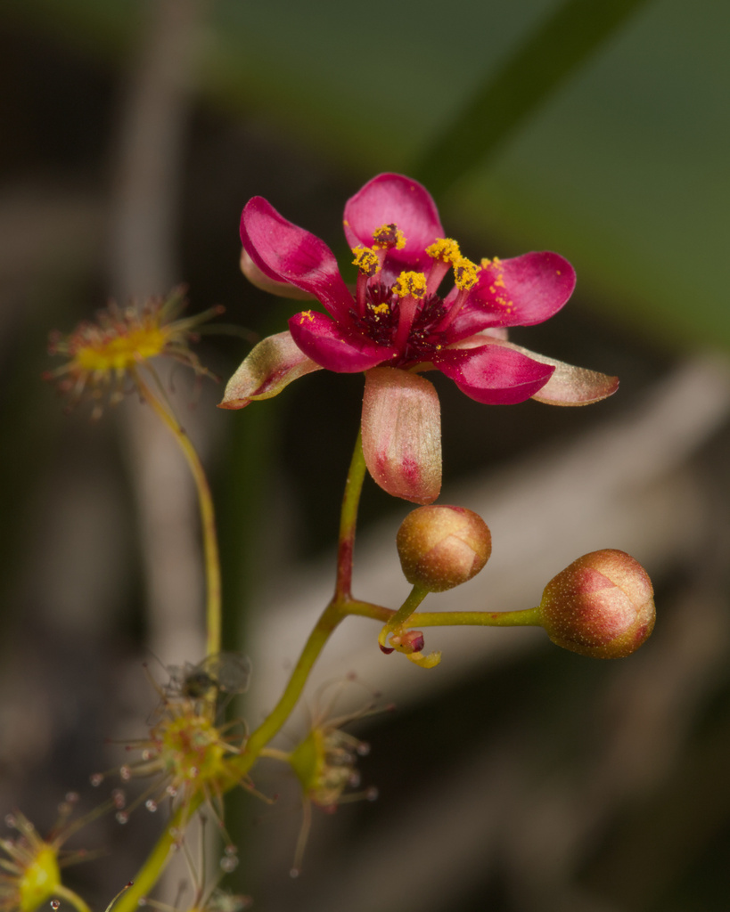 Drosera rubricalyx (Drosera rubricalyx)