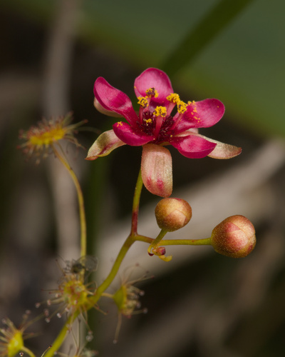 Drosera rubricalyx (Drosera rubricalyx)