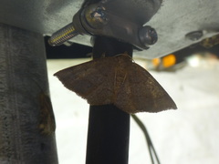 Metarranthis amyrisaria