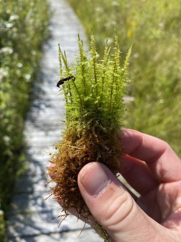 Calliergon giganteum observed 2026-08-19